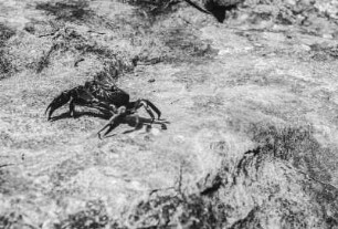 Süßwasserkrabbe bei Chingoli : Aufnahme einer Süßwasserkrabbe