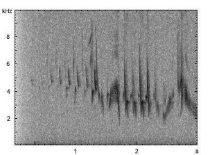 Buchfink | Fringilla coelebs - Gesang