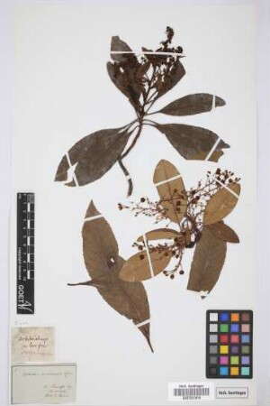 Arbutus callicarpa Buch