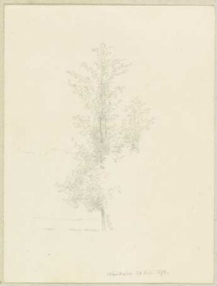Junger Baum bei Bad Nauheim