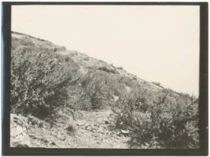 Queñuagebüsch auf der Isla de la Luna