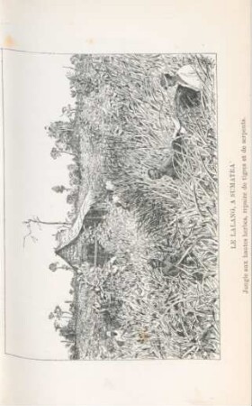 Le Lalang, a Sumatra