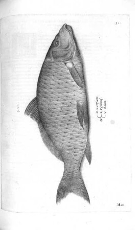 Cyprinus