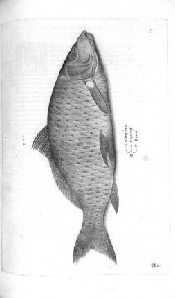 Cyprinus
