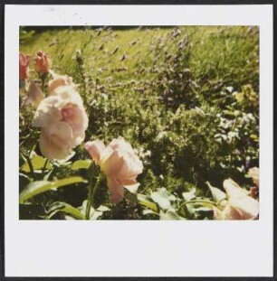 Blume in Puy-Saint-Martin