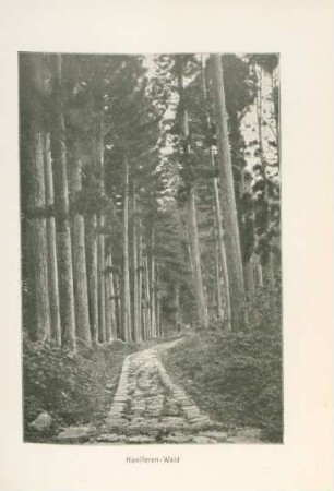 Koniferen-Wald
