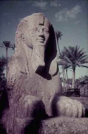 Alabastersphinx & Alabastersphinx von Memphis : Reisefotos Ägypten. Kairo. Alabastersphinx des Ptah-Tempels von Memphis. Höhe 425 cm (1428-1402 v. Chr.)
