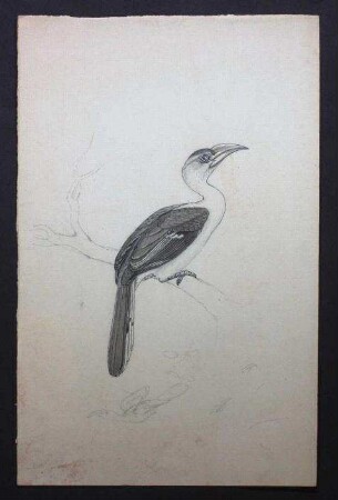 Afrikanischer Hornvogel