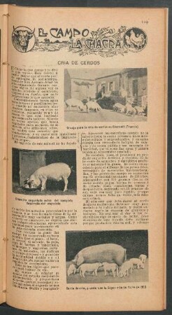 Cria de cerdos : El campo y la chacra