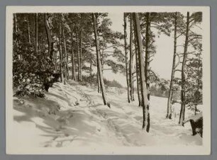 Deutschland. Bei Blankenburg im Harz. Verschneiter Winterwald. Spuren im Schnee