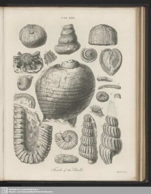 Tab. XXIX. Fossils of the Chalk