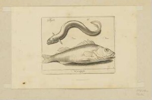 Aal und Barsch, Blatt 8 der Folge "Fische und andere Meerestiere"