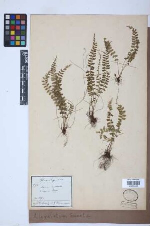 Asplenium lunulatum Sw.