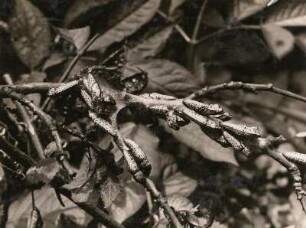 Europa. Baum-Weißling (Aporia crataegi)