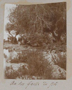 An der Quelle 'en gidi [En-Gedi]
