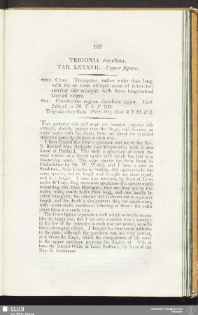 Trigonia clavellata. Tab. LXXXVII. - Upper figure