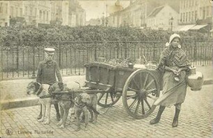 Laitière Flamande