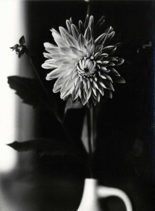 Dahlie in einer Vase