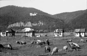 Cetatea Neamt: Burg