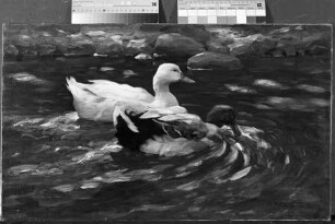 Erpel und Ente auf dem Wasser