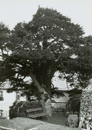 Eibe in Drebach : Drebach. Gemeine Eibe (Taxus baccata L.), 400jähriges Exemplar mit mächtigem Stamm beim Pfarrgehöft