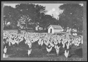 Petaluma. Flock of 1200 on Chicken Ranch