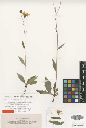 Hieracium vulgatum Fr. var. Lindeb. amphibolum[isotype]