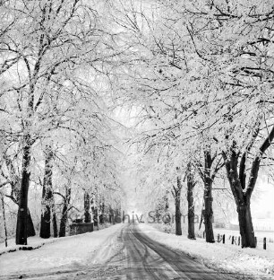 Schlossstraße: Baumallee: Winter