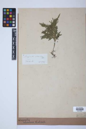 Selaginella viticulosa Klotzsch