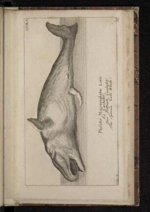 Physeter Macrocephalus Linn: Le Cachalot. Der Pottfisch. Caschelot. The Sperma Ceti Whale.