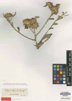 Vernonia adoensis Sch.Bip. ex Walp. [type]