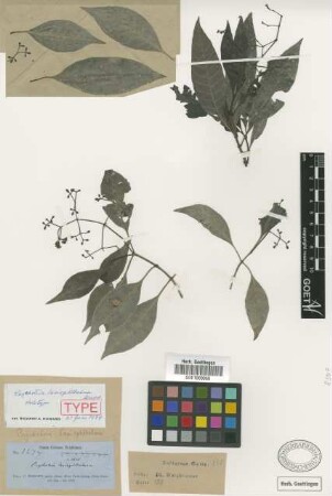 Psychotria lasiophthalma Griseb. [holotype]