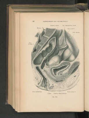 Fig. 450. Sagittalschnitt eines weiblichen Beckens.