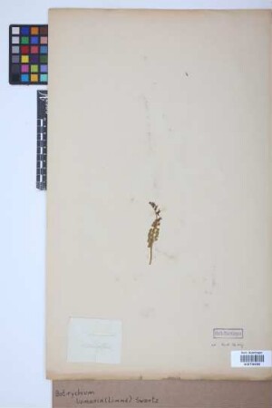 Botrychium lunaria