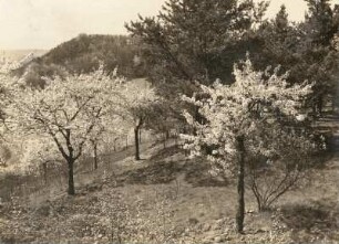 Nordsächsisches Tiefland. Kirschblüte auf dem Göhrischberg