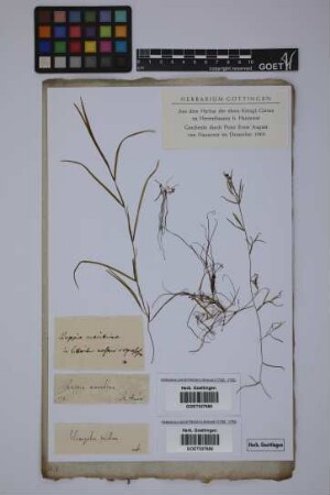 Potamogeton pusillus L.