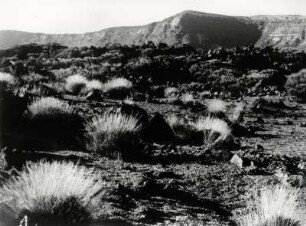 Büsche in einer Wüstenlandschaft