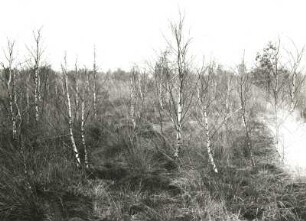 Oberlausitzer Heide-und Teichlandschaft. Grenzbeeich d. (Klösterlich-) Neudorfer Moores zum St. Mariensterner Klosterforst mit absterbenden Waldbeständen (Folge von schwefelsäurehaltigen Abwässern der Braunkohlengrube Clara III bei Zeißholz im Vinzenzbach)