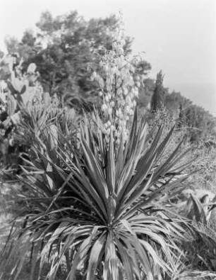 Dubrovnik, blühende Agave