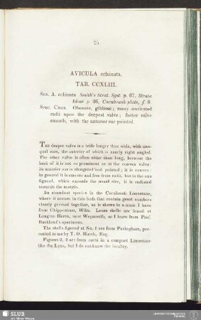 Avicula echinata. Tab. CCXLIII