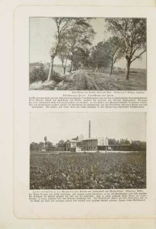 Zuckerrübenfeld in der Magdeburger Börde mit Zuckerfabrik und Wohngebäude