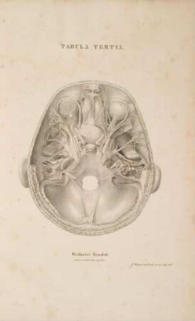 Sectio horizontalis capitis secunda. Nervorum orbitae stratum secundum et tertium; nervi fossae temporalis superficiales et profundi; nervi canalis carotici atque organi auditus