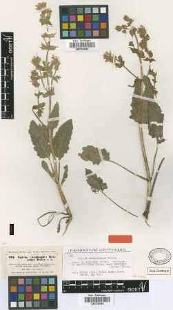 Salvia macrosiphon Boiss. var. kotschyi (Boiss.) Boiss.[isotype]
