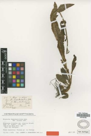 Hieracium frigidum Wedd. var. Griseb. elatius[syntype]