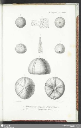 Pl. 1002