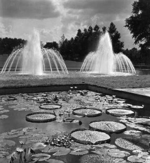 Essen. 2. Große Ruhrländische Gartenbau-Ausstellung, Grugapark, Mai bis Oktober 1952. Seerosenteich mit Blick auf zwei Springbrunnen