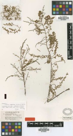 Tamarix hampeana Boiss. & Heldr. var. Boiss. composita[isotype]