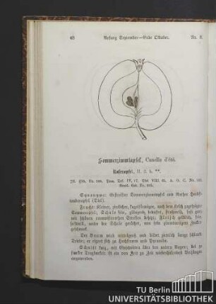 Nr. 8. Sommerzimtapfel, Canelle d'été.