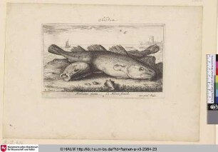 Molucius piscis, La Morue fraiche