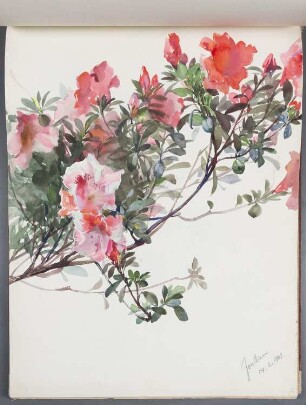 Blumen: Azaleen-Blüten